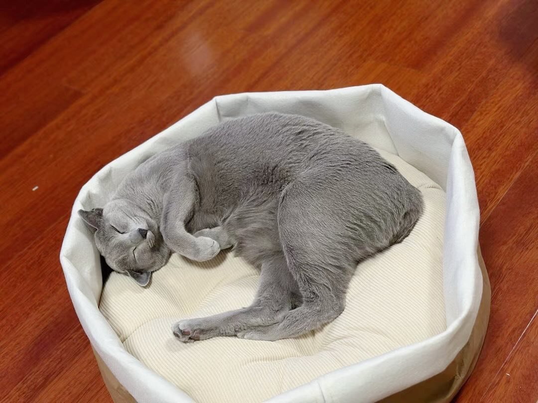 Hypoallergenic Russian Blue Kitten California - Allergy Friendly Cat - Low Allergen Breed - Russian Blue for Allergies