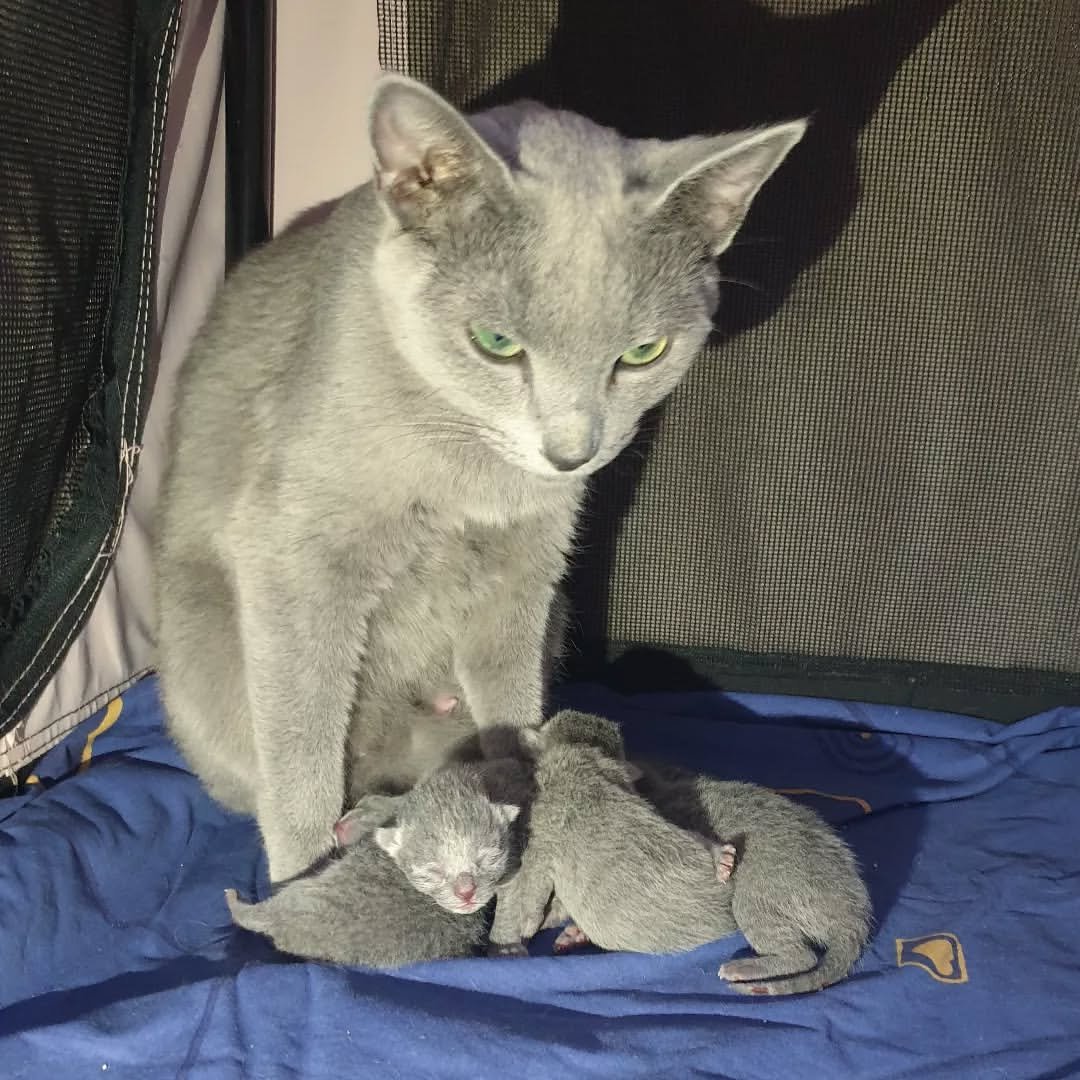 Russian Blue Breeding Queen California - Champion Bloodline - Purebred Russian Blue Cat - Ethical Breeder