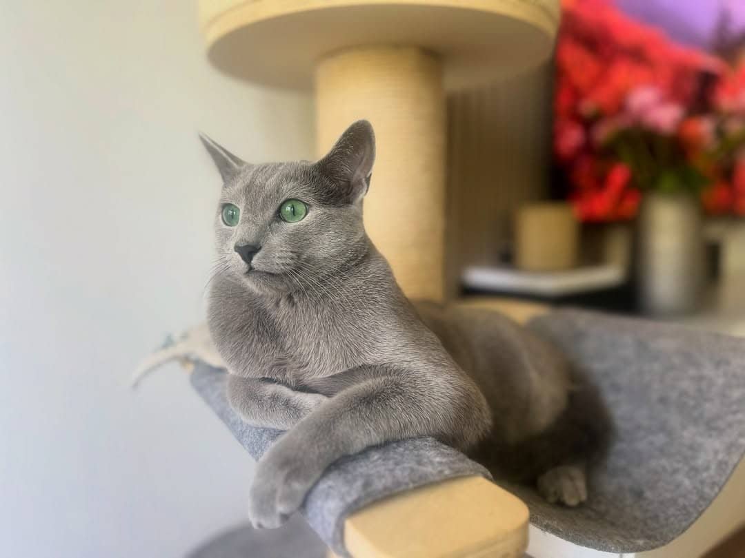 Russian Blue Kitten Relaxing California - Calm Russian Blue - Peaceful Temperament - Indoor Cat