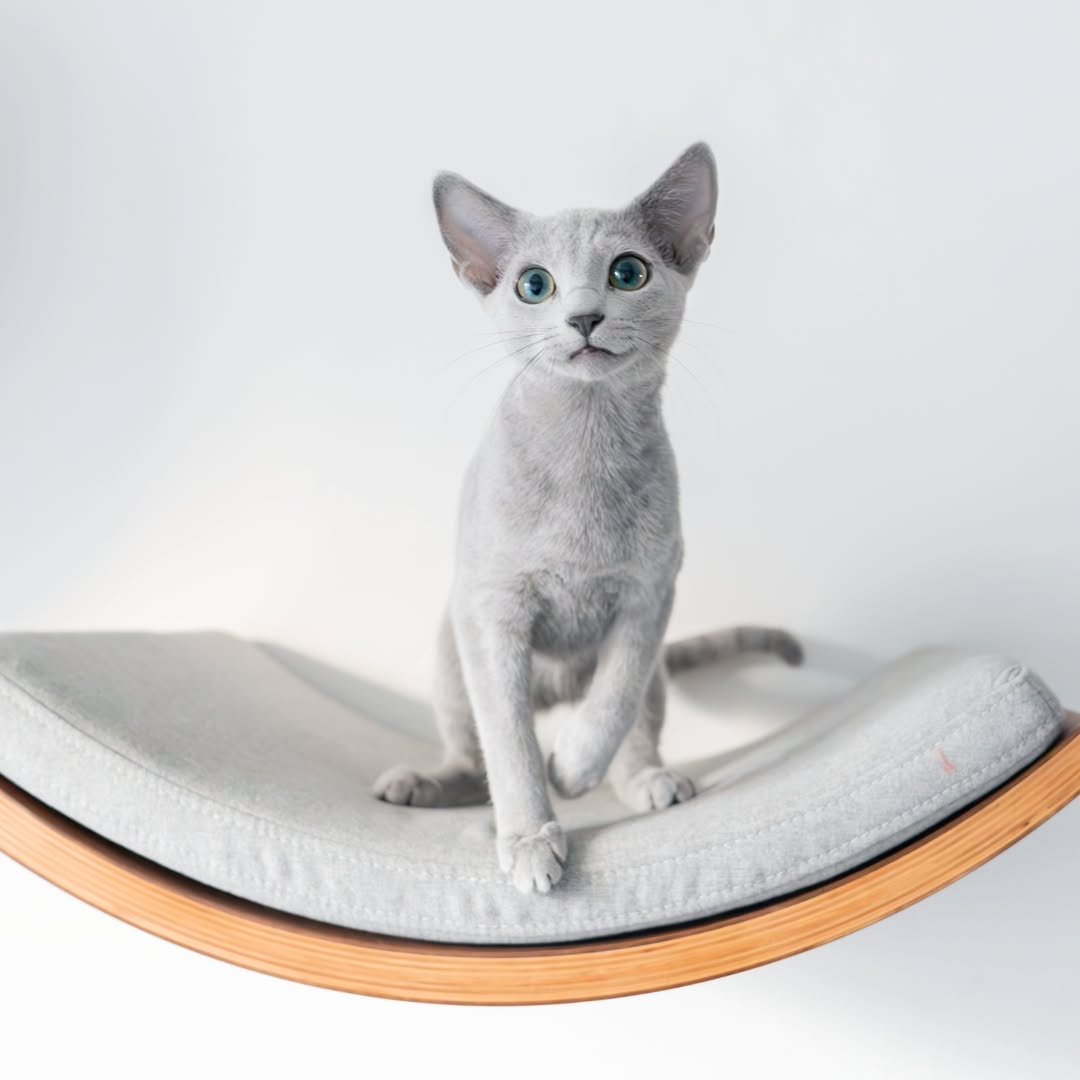 Russian Blue Kittens for Sale California - Premium Breeder - Purebred Russian Blue Cats